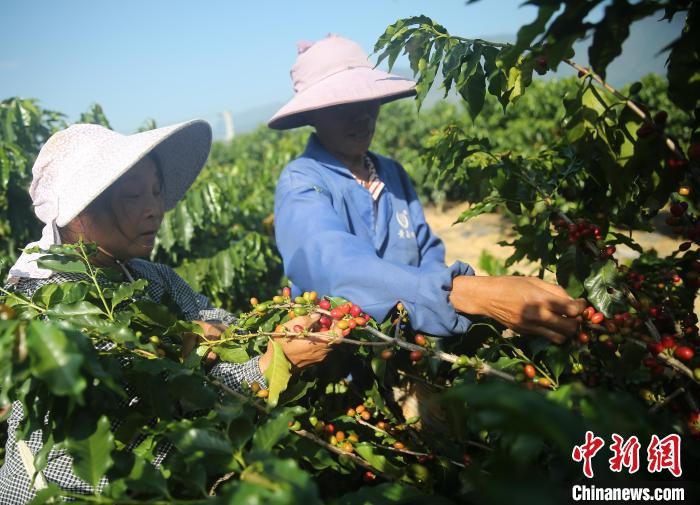 云南保山：“咖啡第一村”奏響咖旅融合新樂章