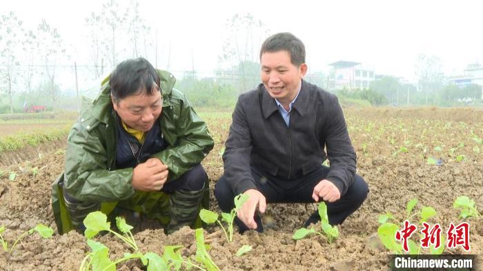 湖南祁陽農技專家田間地頭指導秋冬種
