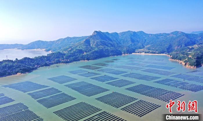 低空經濟： 福建福鼎：萬畝紫菜迎豐收 生產加工趕訂單