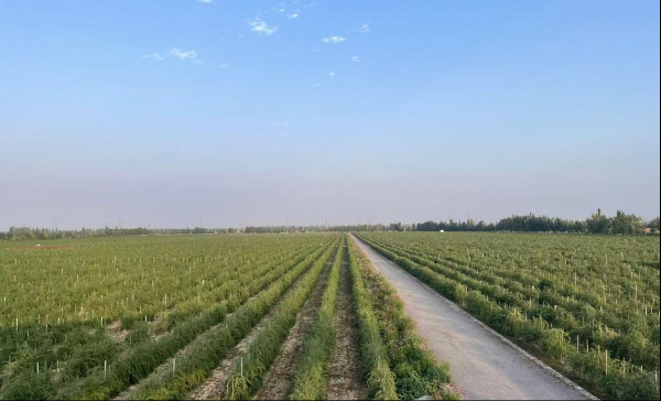 低空經(jīng)濟(jì)2025： 新華網(wǎng)財(cái)經(jīng)觀察·企業(yè)行丨風(fēng)口浪尖的競(jìng)逐——優(yōu)必選人形機(jī)器人成